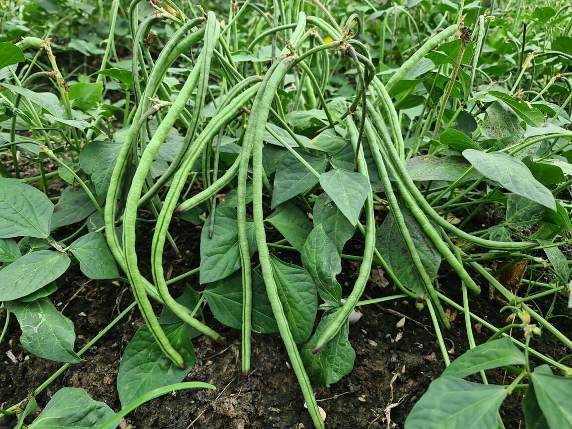50gr Hạt giống đậu đũa bụi