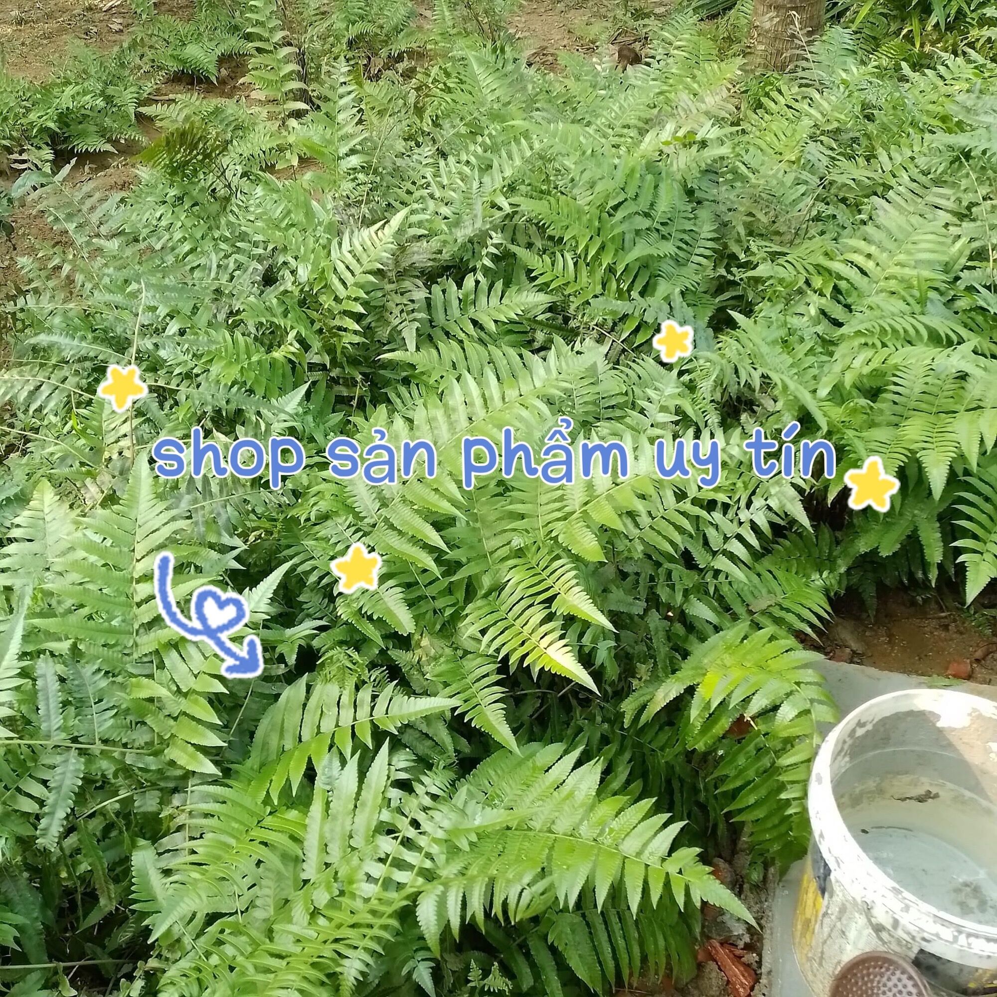 cây rau dớn siêu to (nhanh đẻ nhánh)
