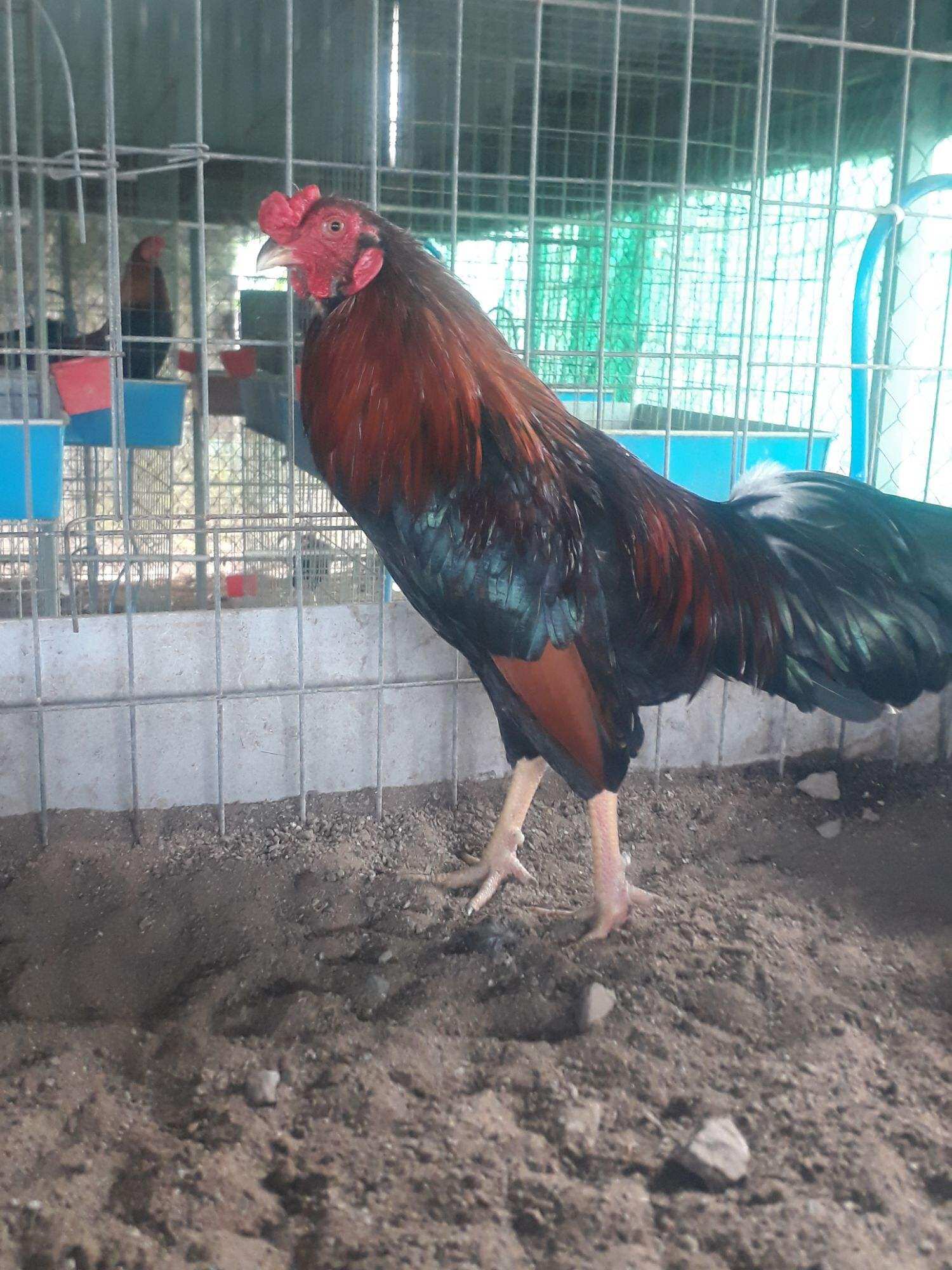 10 TRỨNG GÀ TRE ẤP NỞ CON GIỐNG .BỔN VIP