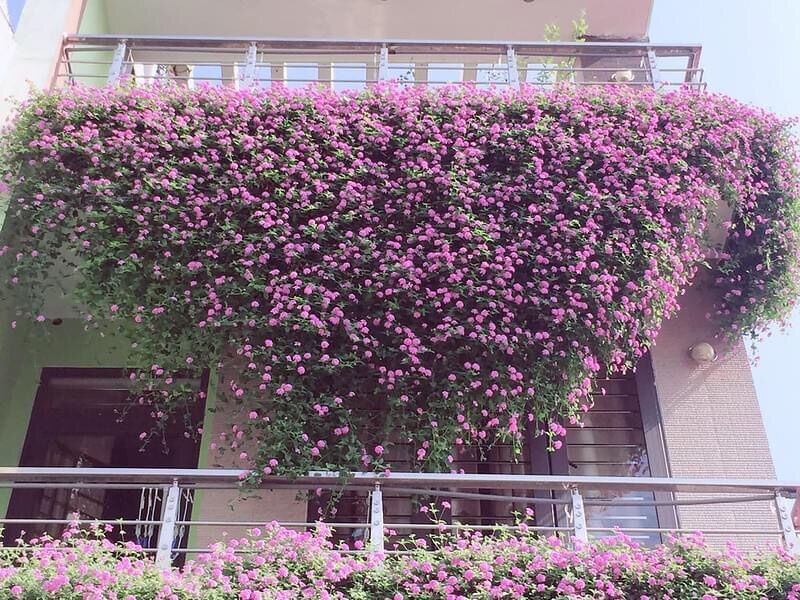 Cây ngũ sắc tím rũ treo