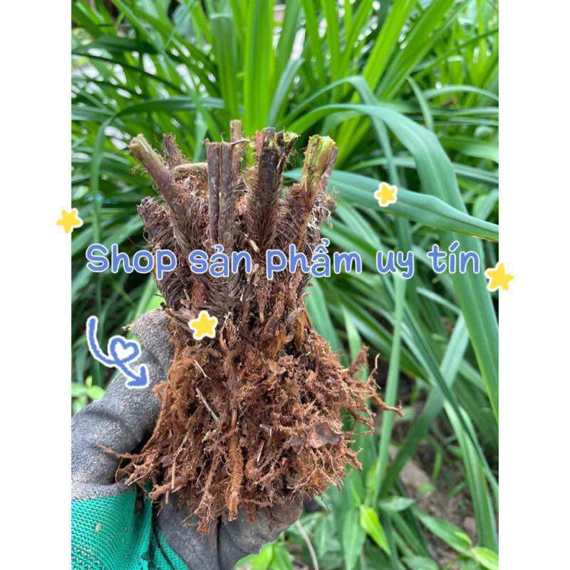 Dương xỉ thân gỗ (đang nhú mầm)