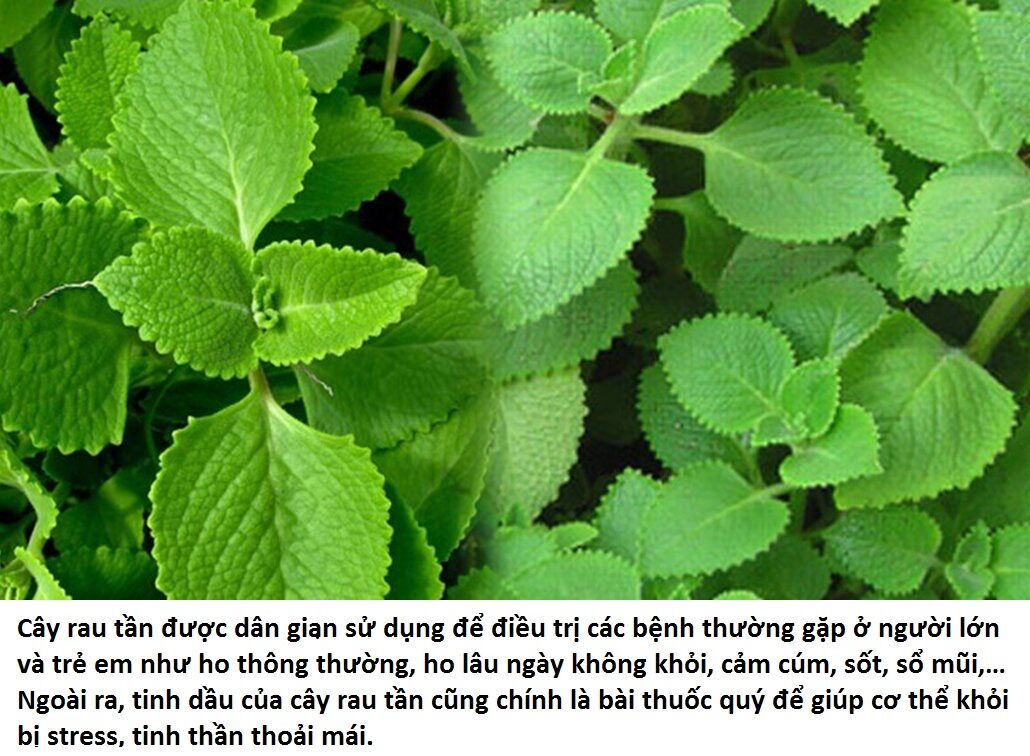 COMBO 2 CÂY HÚNG CHANH (CÂY GIỐNG TẦN DÀY LÁ)
