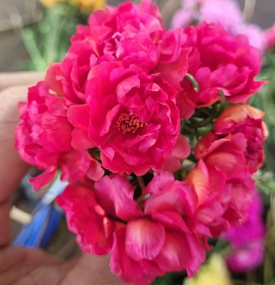 cành hoa mười giờ mix 8 màu