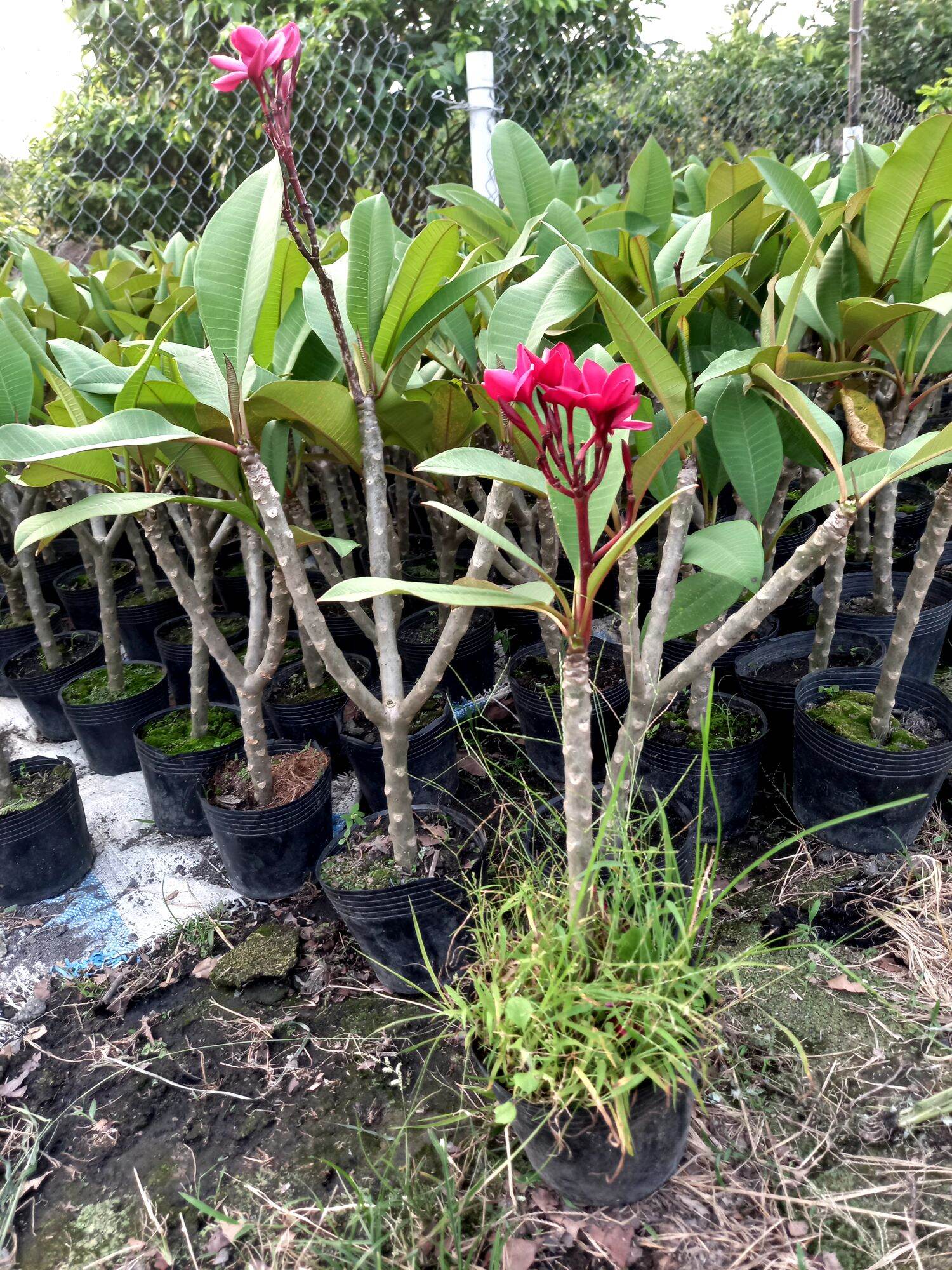 cây sứ đại đỏ hoa thơm