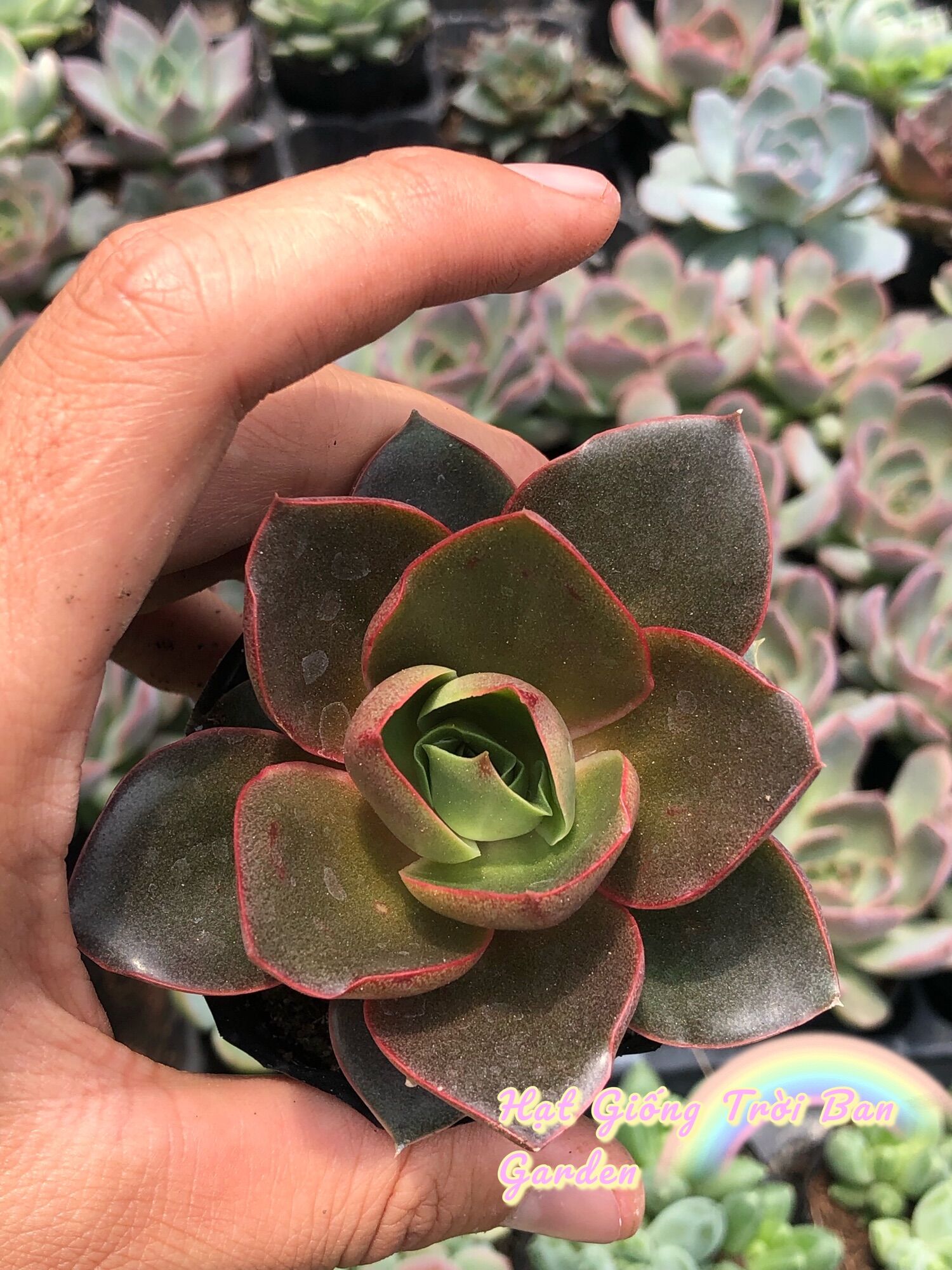 SEN ĐÁ HOA HỒNG ĐỎ LÁ NHĂN Size 5-7 cm - XUẤT VƯỜN ĐÀ LẠT 😍 ĐÃ THUẦN KHÍ HẬU 🤑 SỐ LƯỢNG CÓ HẠN 🤫