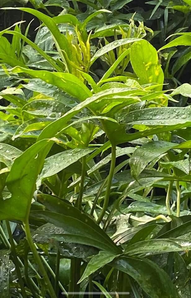 [Cây giống] giống cây Rau móp