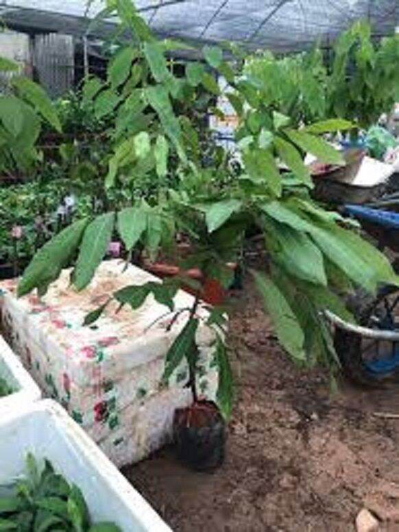 CÂY GIỐNG VẢI KHÔNG HẠT SIÊU SỚM