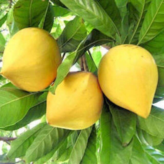 Chicken Egg Tree, Lêkima. The Tree Is 60-80cm Tall