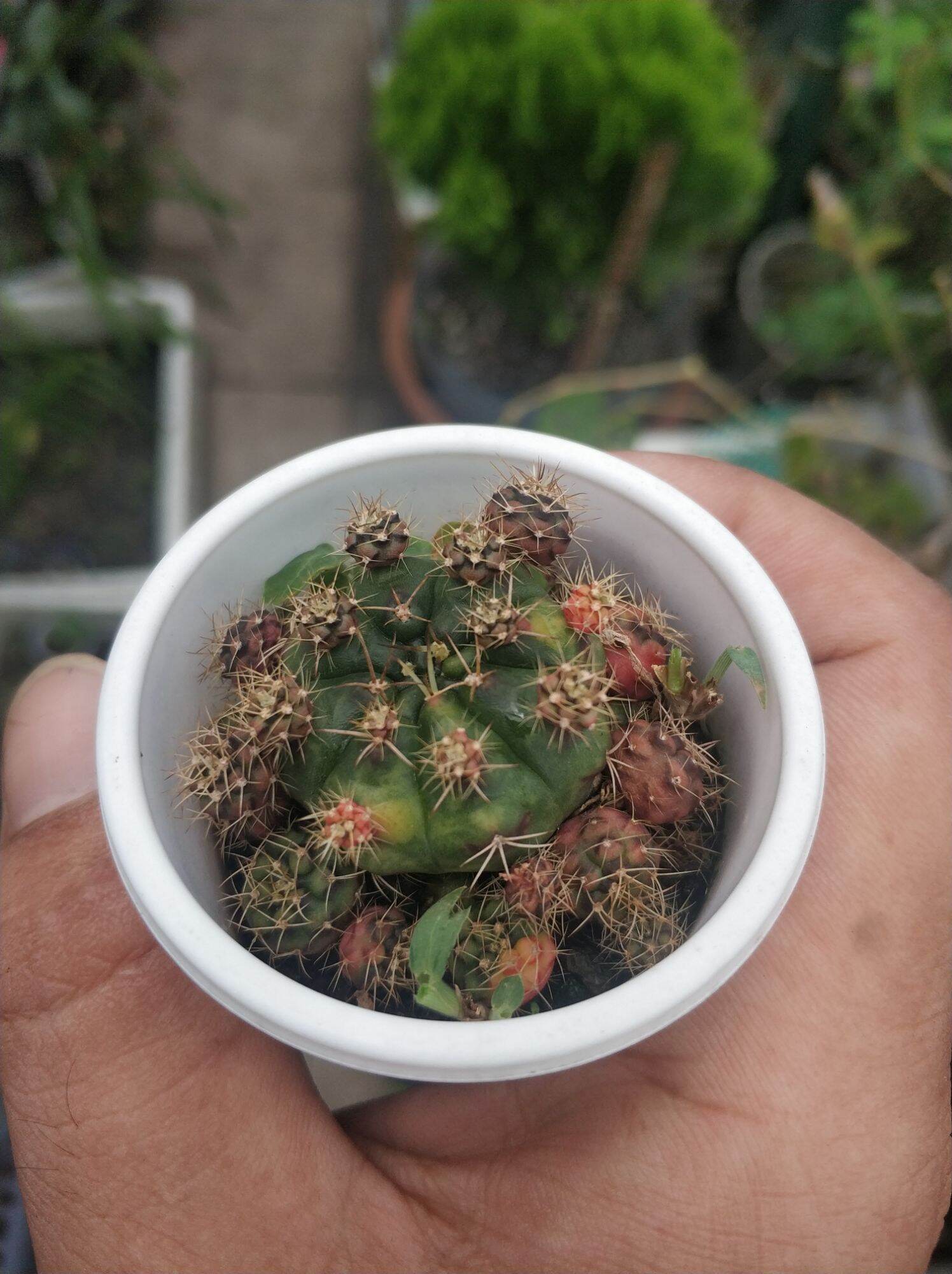 [HCM]Khu Vườn Xương Rồng Damsi Lem .