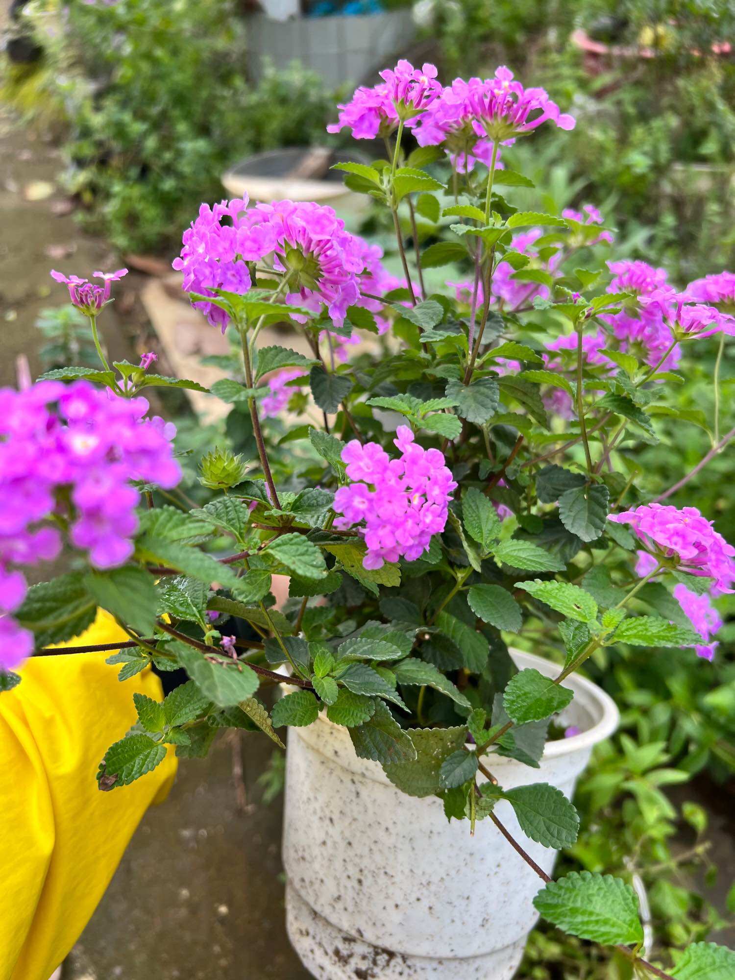 Cây hoa ngũ sắc tím