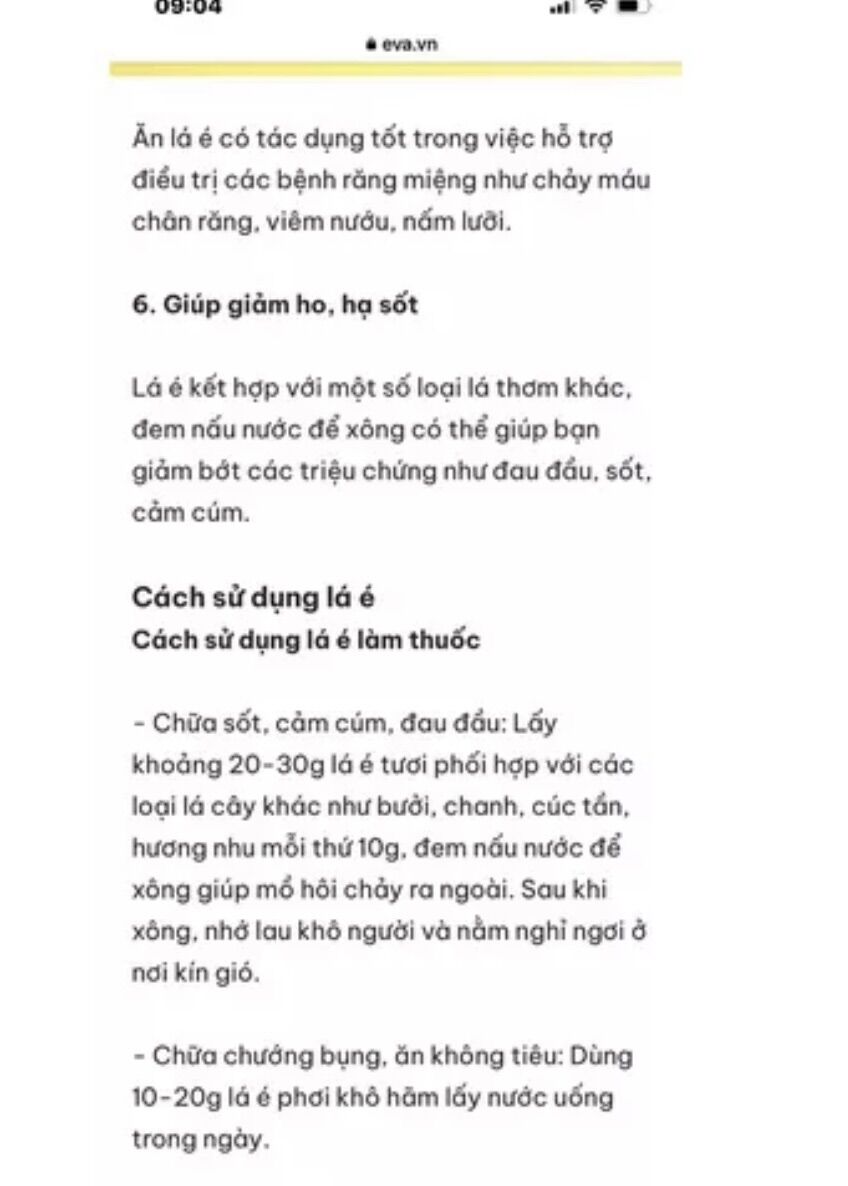 Chậu rau cây lá é/ é trắng- thơm sả chanh hấp dẫn