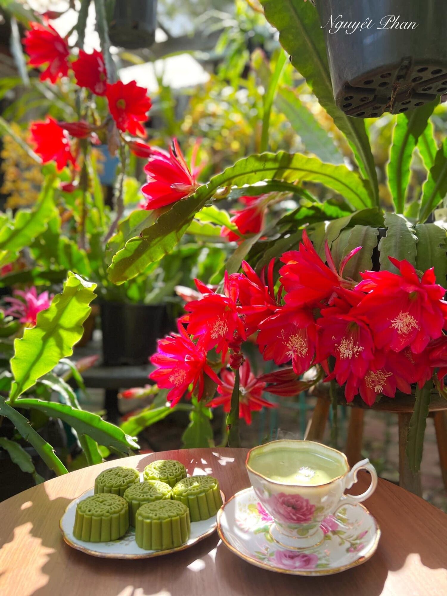 Hoa nhật quỳnh giống mới(lá giống)9màu