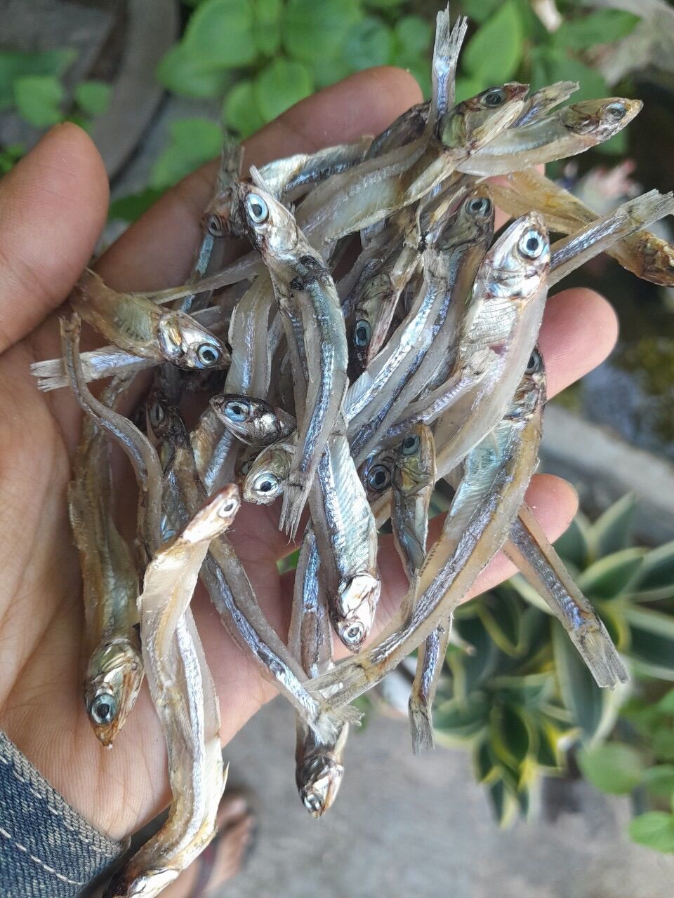 Khô cá cơm lạt ngon 1 ký