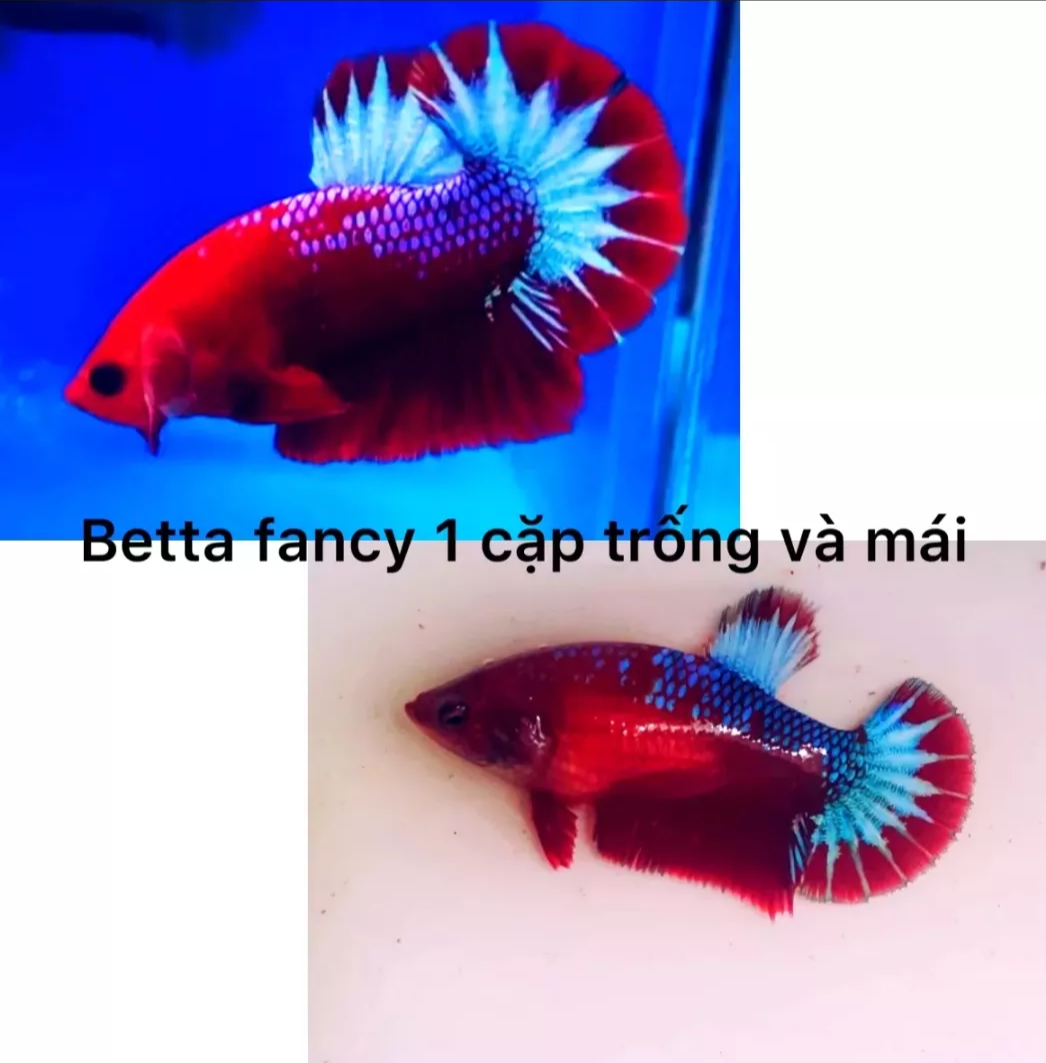 ( cá betta) cặp betta red fancy cp đẹp chuẩn giống