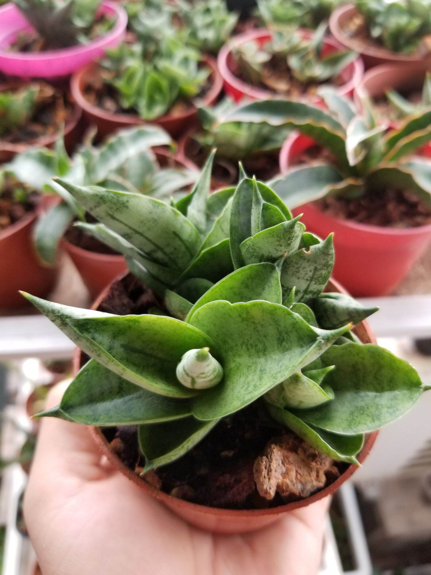 Sansevieria Boncel mini, lưỡi hổ mini. chậu 4 cây
