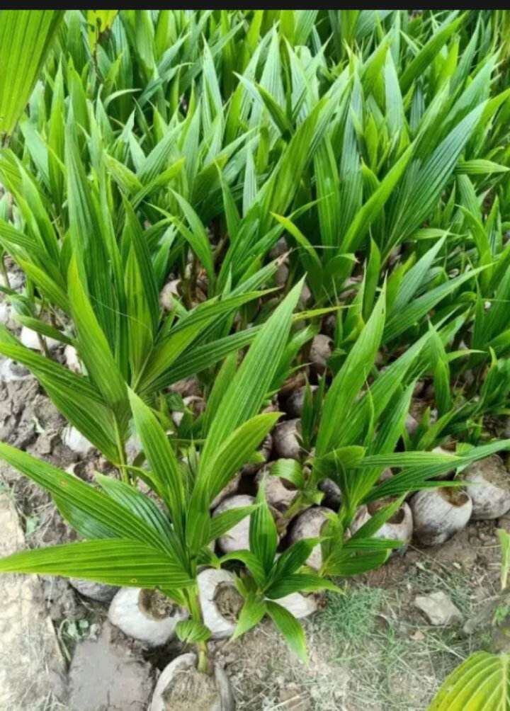 dừa xiêm giống bến tre cây ( dừa bến tre nước ngọt)