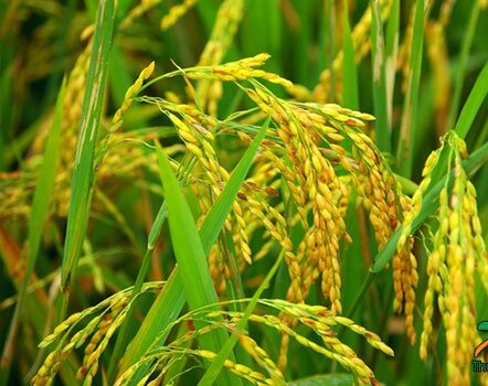 Hạt giống lúa nếp bắc túi 1kg