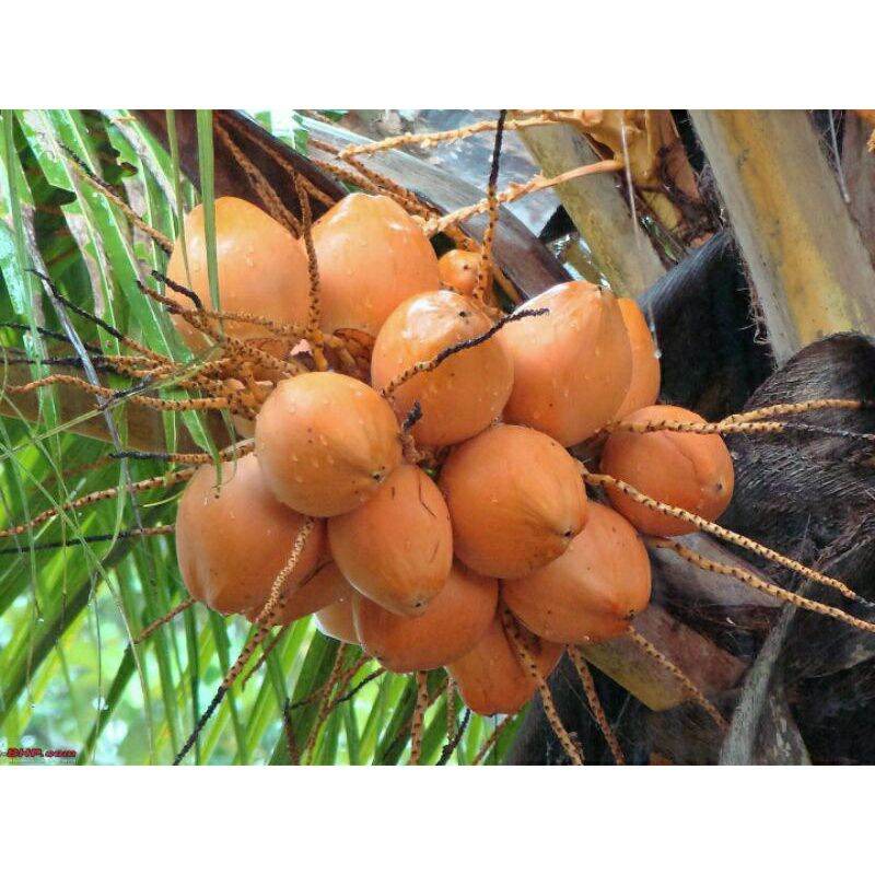 CÂY GIỐNG DỪA XIÊM ĐỎ