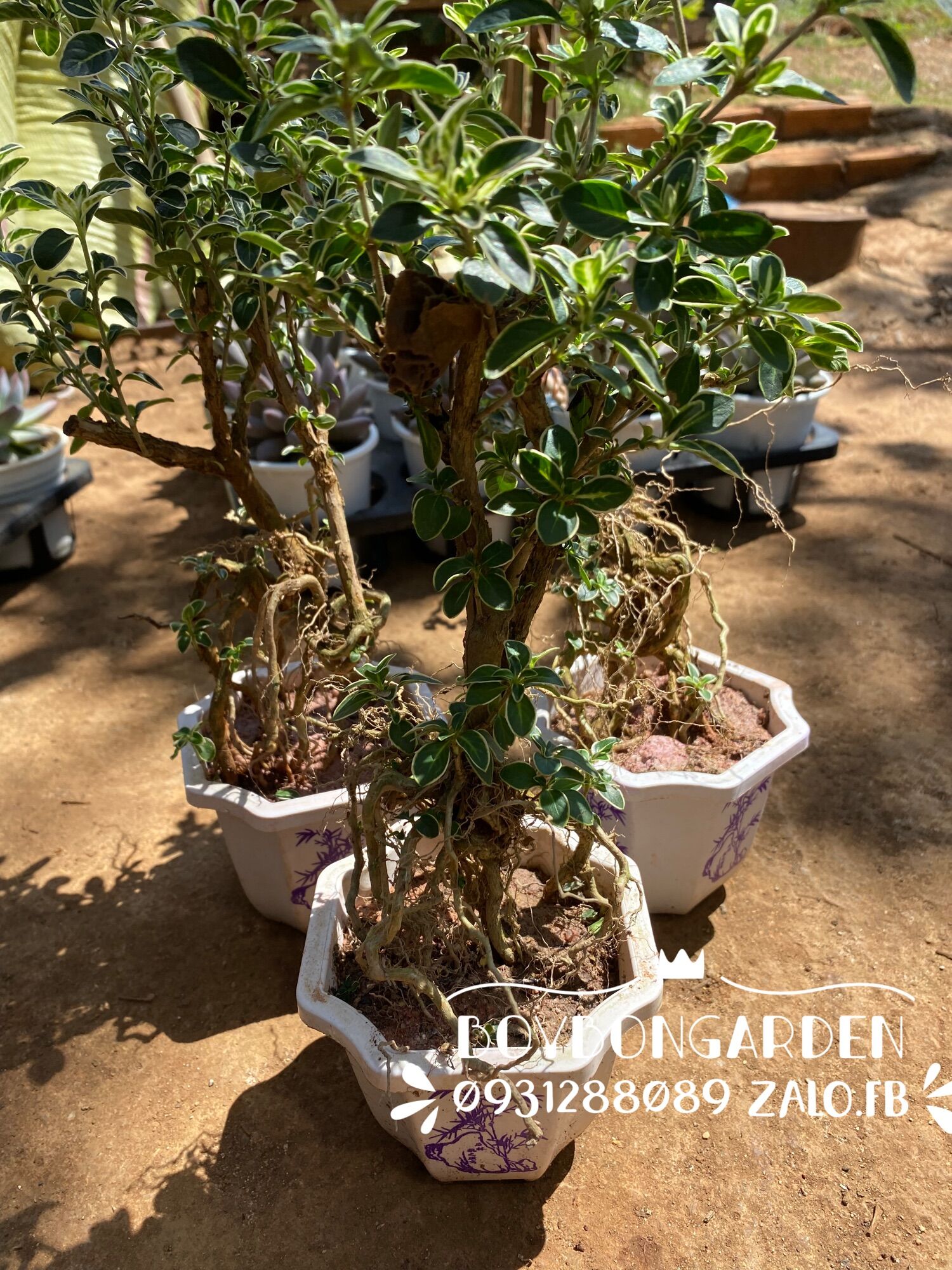 cây bạch tuyết mai bonsai gửi cả chậu