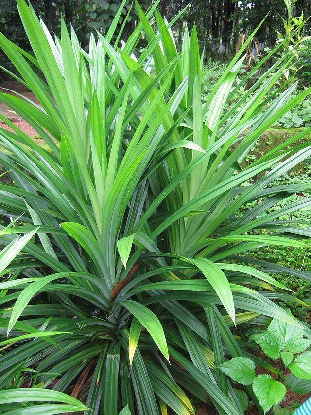 cây lá nếp ( lá dứa) làm giống cây cao 30cm