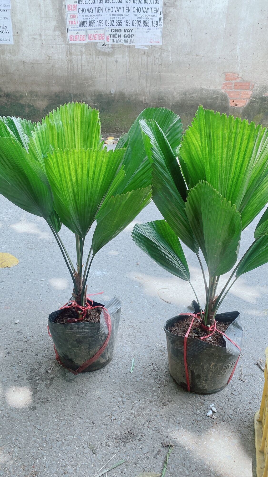 Cây cọ nhật hàng thấp 70cm