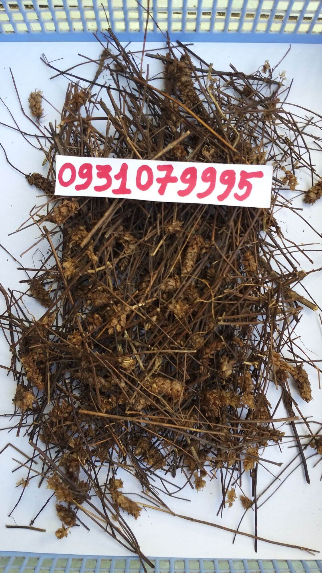 Cây nhan trần nam phơi khô 1kg