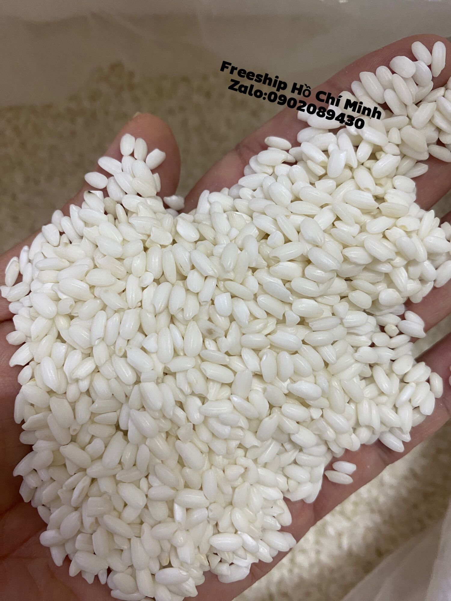 Nếp bắc đồi