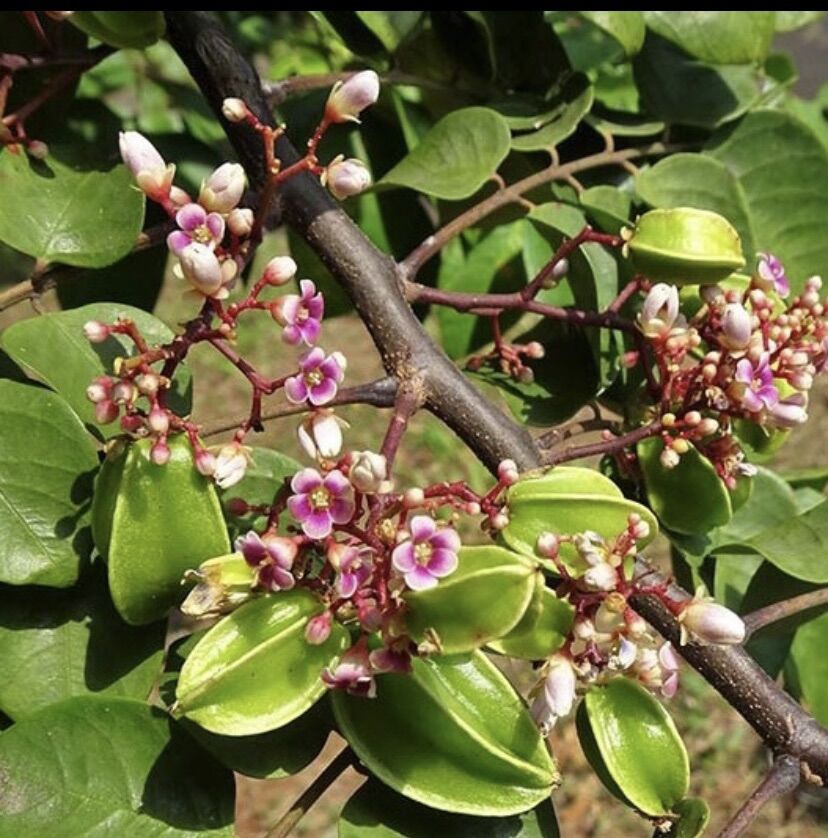 Cây Khế ngọt ( cây giống )chậu lớn cao 40-50cm