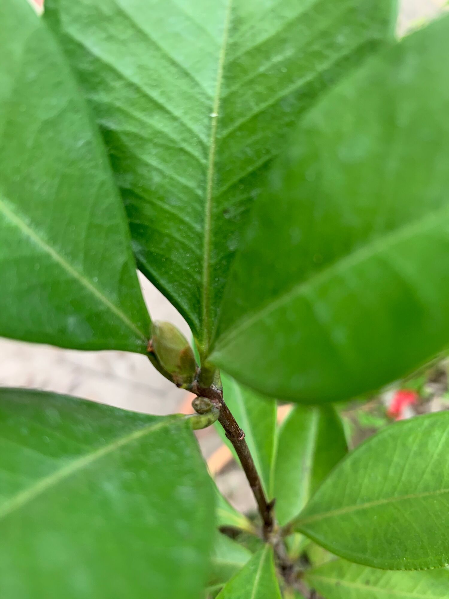 Phân hữu cơ dạng viên nén