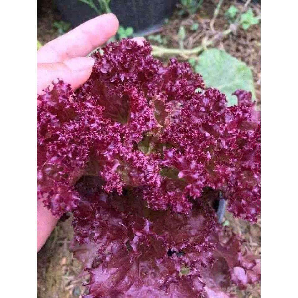 2000 HẠT GIỐNG XÀ LÁCH ĐỎ XOĂN RUBY