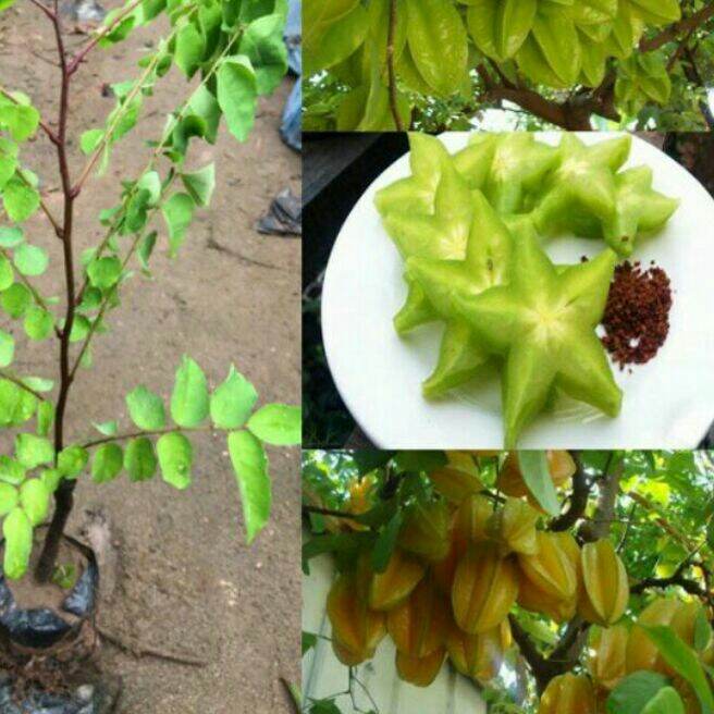 Cây khế ngọt giống