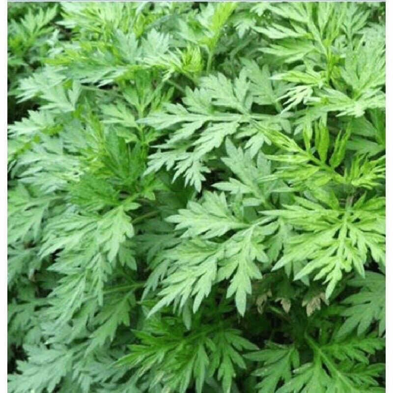 Cây ngải cứu (3 cây 8k)