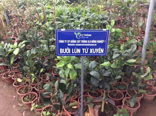 CÂY GIỐNG BƯỞI LÙN TỨ XUYÊN