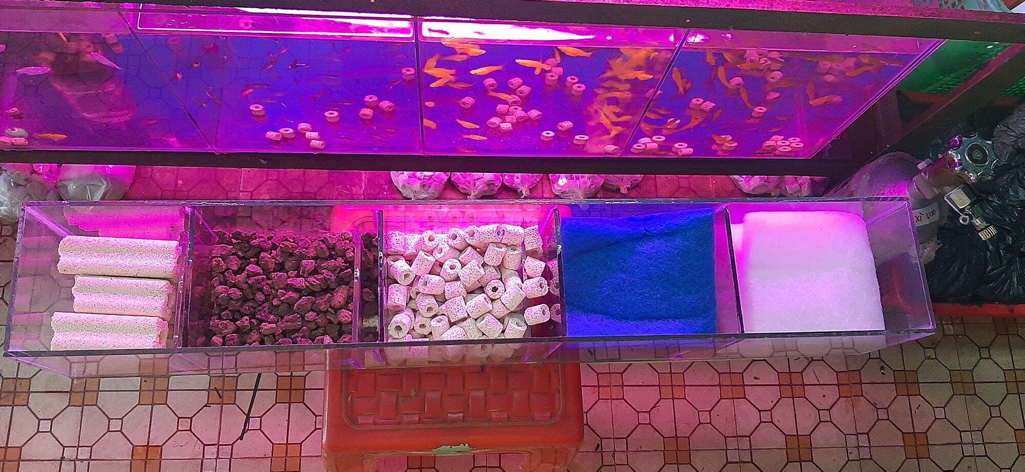 Combo hồ cá, bể cá dài 60 cm.đầy đủ phụ kiện như hình
