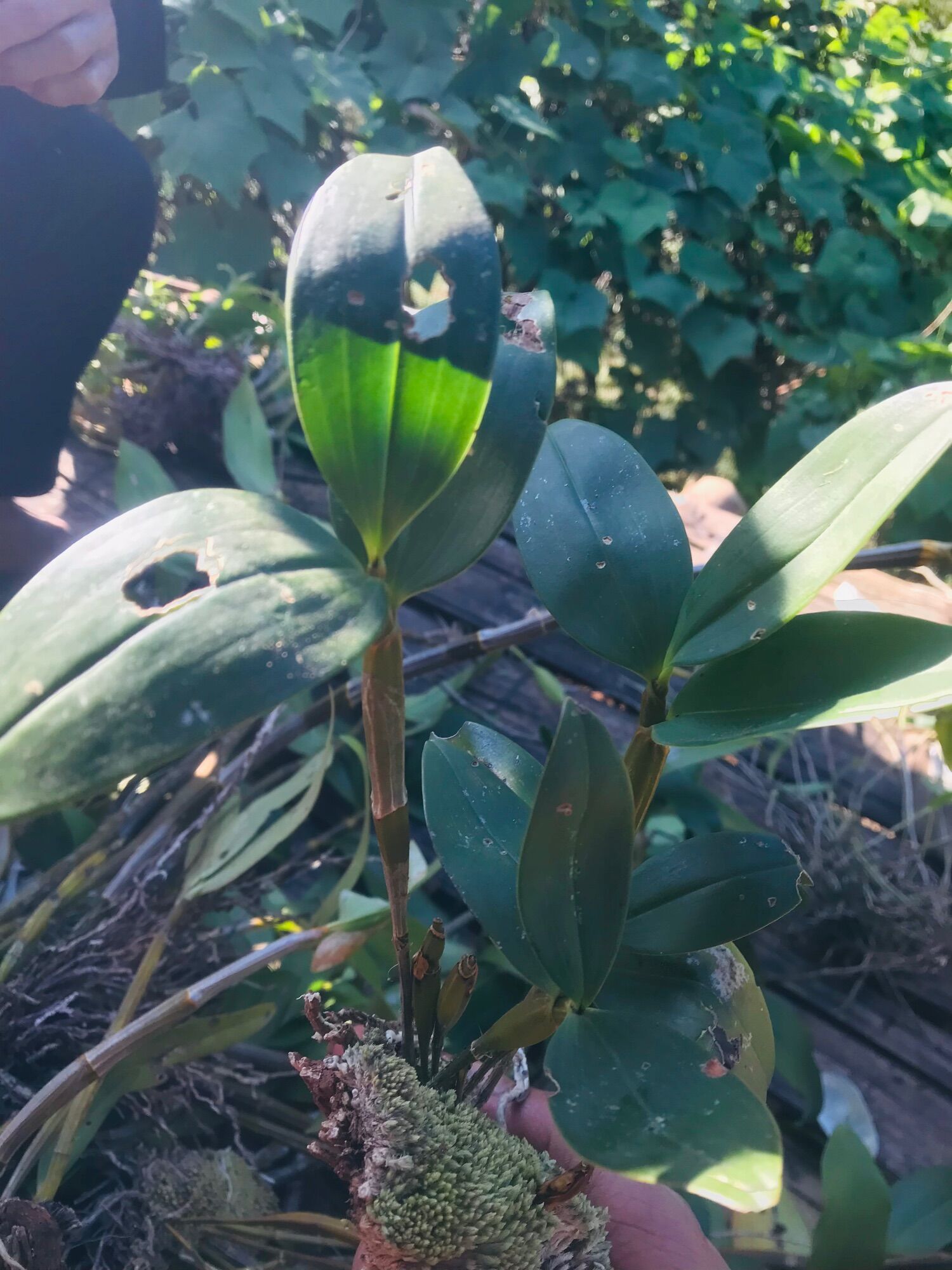 Phong Lan kiều tím rừng nguyên bản Sơn LA