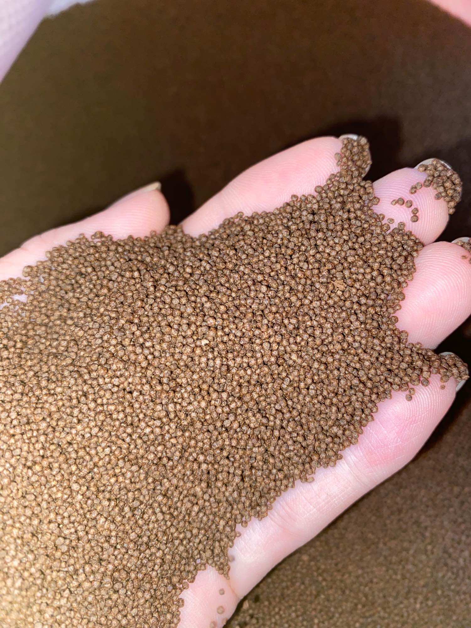 CÁM DÀNH CHO GUPPY & BETTA ( COMBO 3 TÚI 100gram )