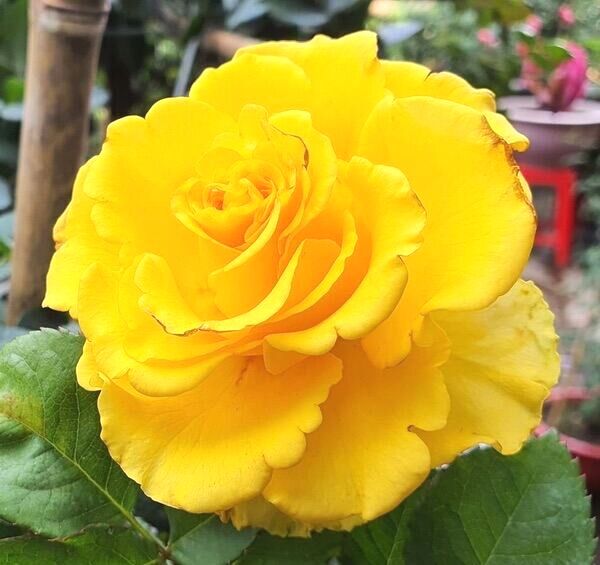 Hoa hồng Shell Rose vàng - hồng bụi, lâu tàn
