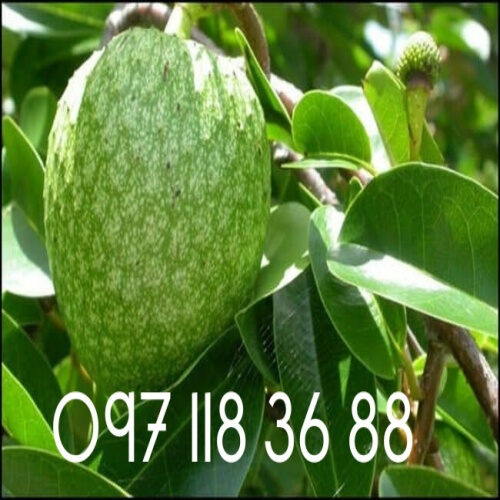 01kg thân bình bát khô, hàng sao vàng thơm ngát. lh 0971183688