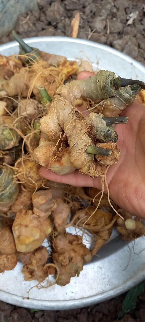 Sâm ngọc linh (sứt 1.500k/kg)