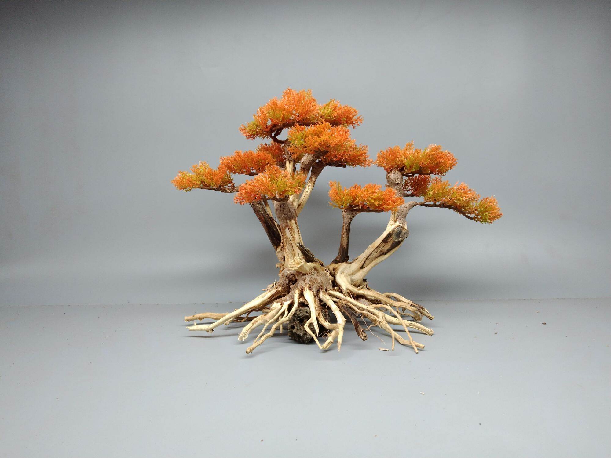 Cây gổ lũa Bonsai làm bằng lũa Hải Sa Quỳ [ Dáng 2 thân, đổ, tự nhiên. Tán nhựa màu cam]