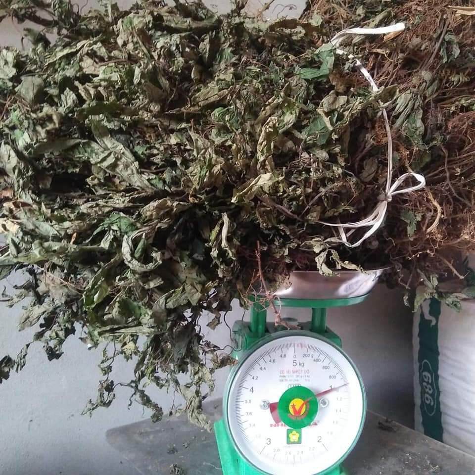 1kg cây cơm kìa  (lá đắng)
