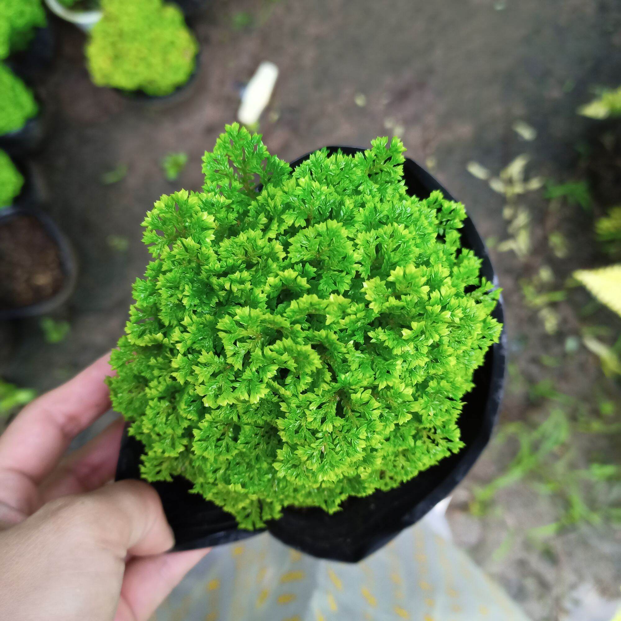 Chậu rêu tiên xanh