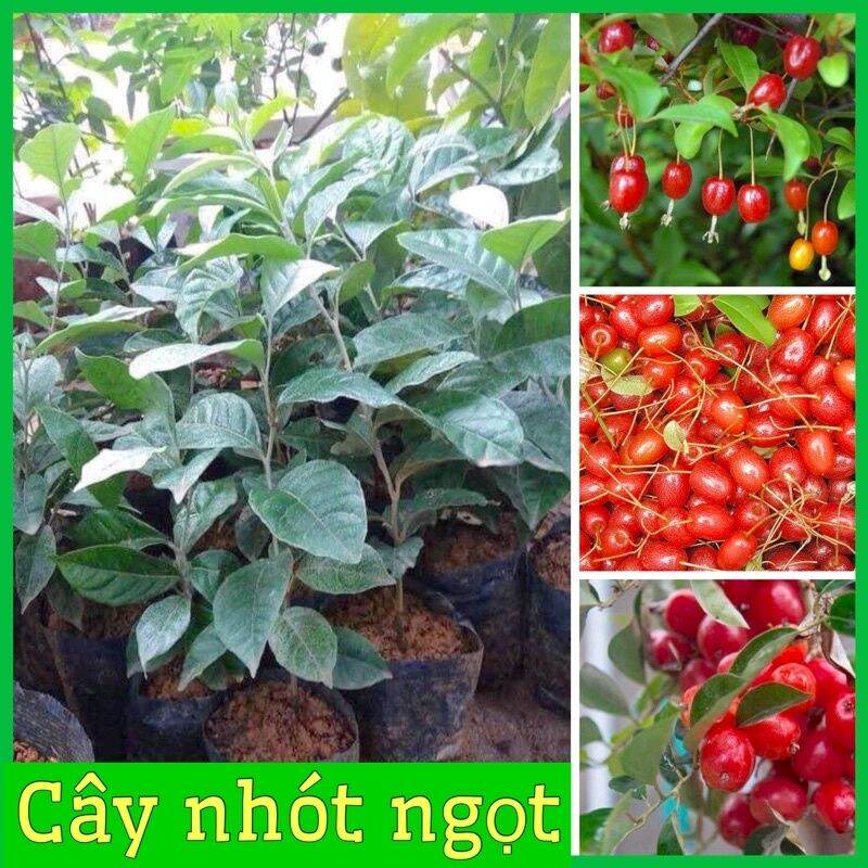 Cây giống nhót ngọt f1 siêu trái chỉ 8 tháng ra quả