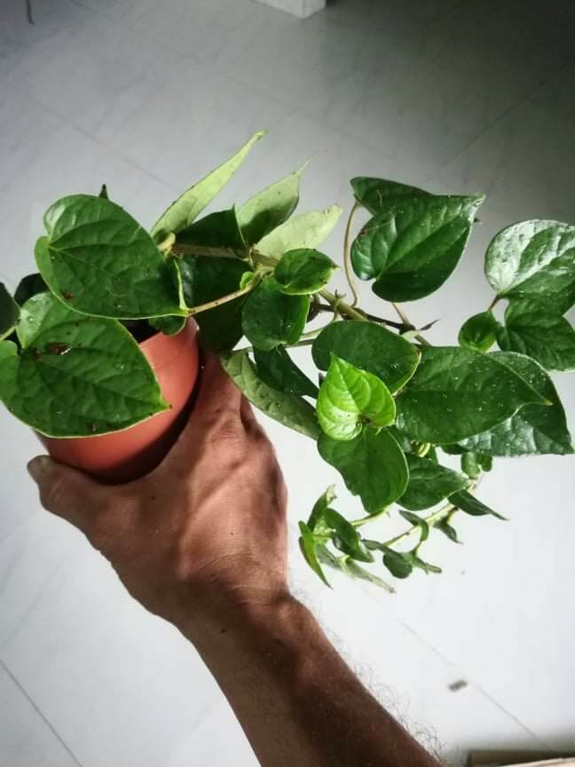Combo 5 cây trầu giống, trầu không, trầu nhai lá