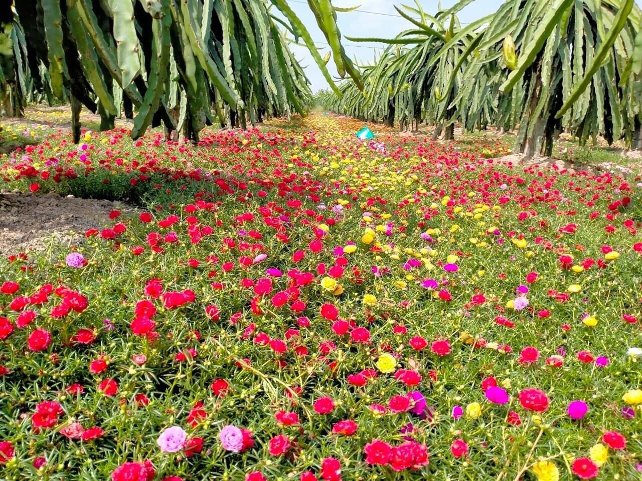 Hoa mười giờ thái kép(1 bó)