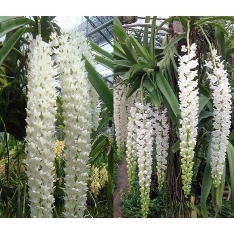 Hoa phong lan đuôi chồn (1caay)