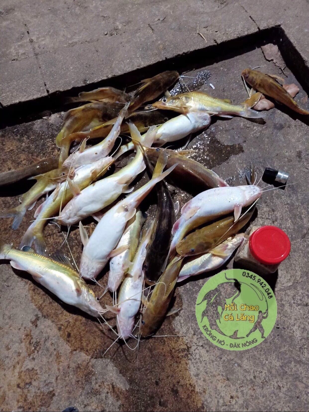 MỒI CÂU CÁ LĂNG CÁ DA TRƠN SIÊU NHẠY HỦ 500G