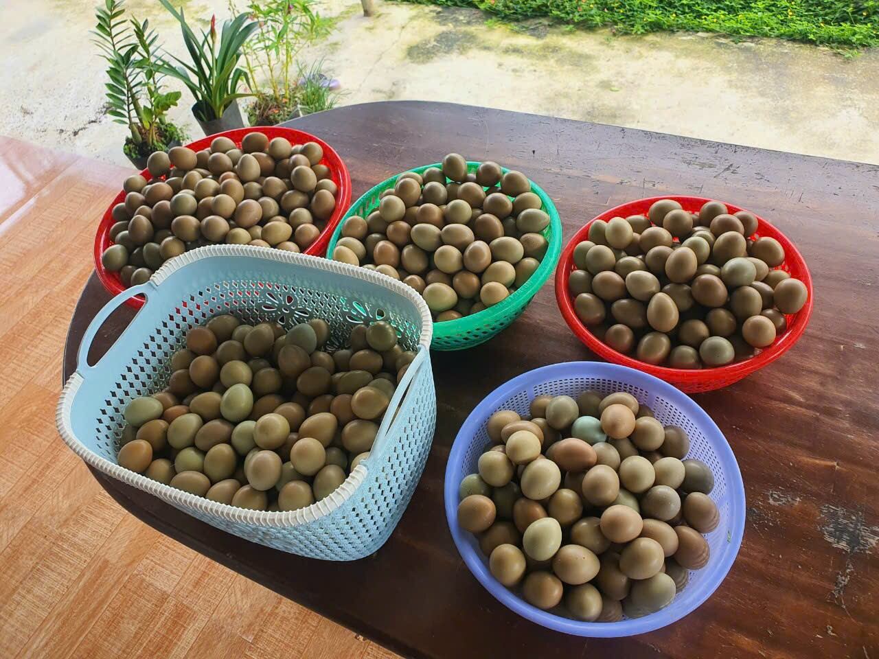 10 Trứng Chiem Trĩ đỏ có cồ ấp nở con giống(hoặc dùng tẩm bổ rất tốt)