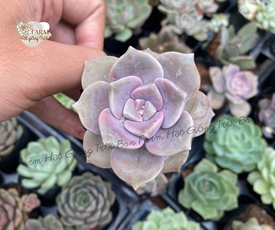 SEN ĐÁ HỒNG MẬP  ĐÀ LẠT   HƯ 1 ĐỔI 1 ❄️ SIÊU CUTE