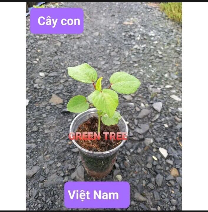 40 hạt giống cây hoa atiso đỏ( bụp giấm)